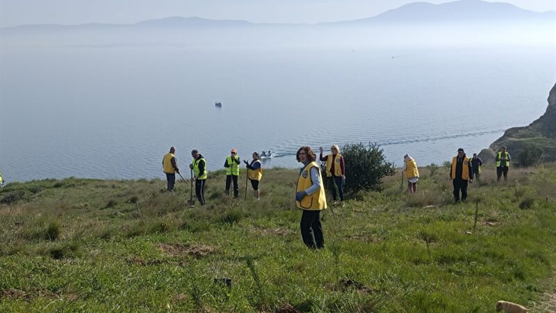 Πετυχημένη η αναδάσωση στις πλαγιές του Αγγελοχωρίου