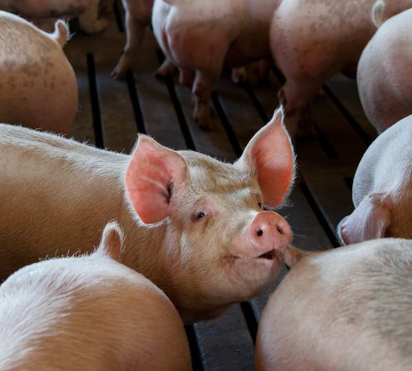 ΠΡΟΣΟΧΗ-ΚΙΝΔΥΝΟΣ: Αφρικανική πανώλη στα γουρούνια-Η νόσος θερίζει τη Βόρεια Ελλάδα (ΒΙΝΤΕΟ)
