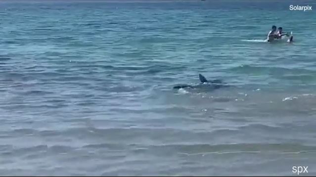 Τρόμος από εμφάνιση καρχαρία σε παραλία-Ετοιμάστηκε να επιτεθεί… (ΒΙΝΤΕΟ)