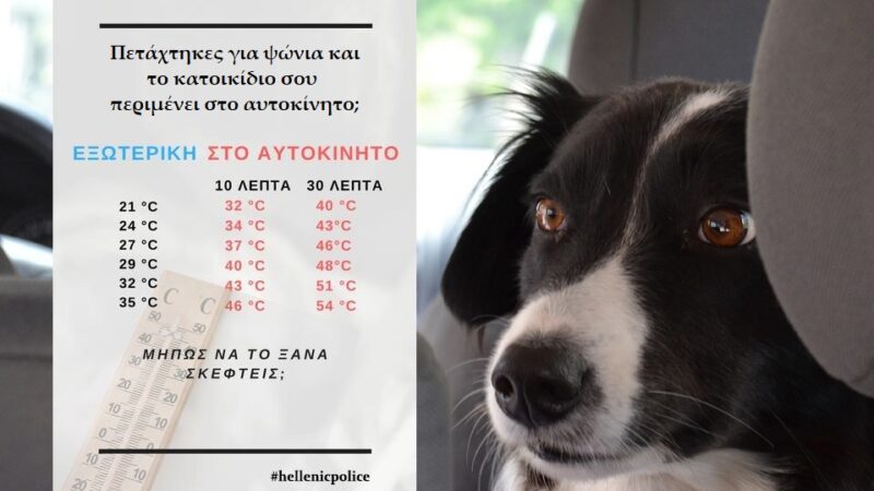 ΠΟΤΕ δεν αφήνουμε το κατοικίδιο μας στο αυτοκίνητο! Ούτε για λίγο!