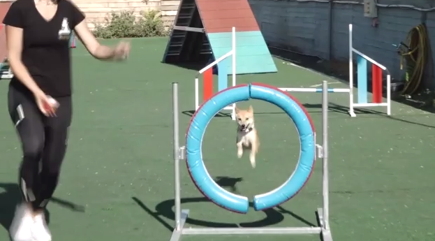 Τι είναι το dog agility και πώς μπορεί να ωφελήσει το τετράποδό μας; (BINTEO)