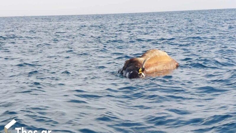 Άμεση επέμβαση για την απομάκρυνση της νεκρής αγελάδας από τις ακτές μας
