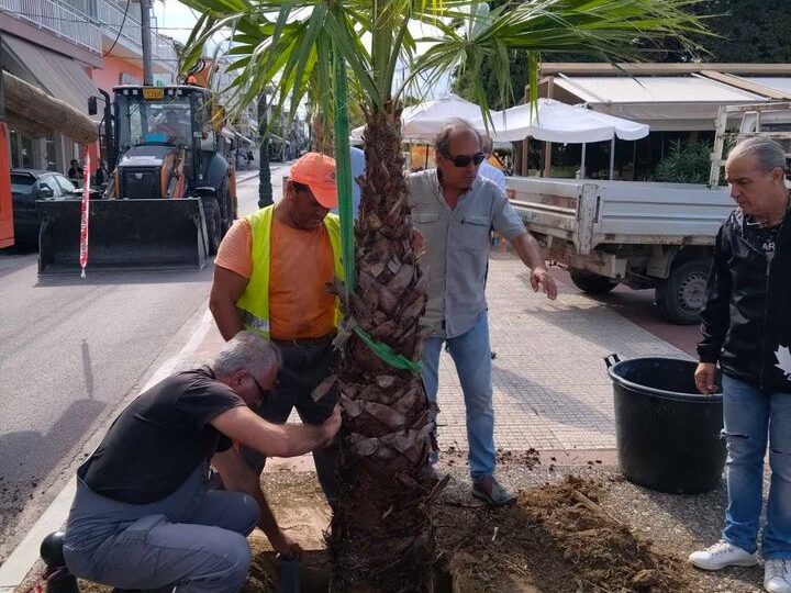 Τοποθετήθηκαν νέοι φοίνικες στη Μηχανιώνα (ΒΙΝΤΕΟ)