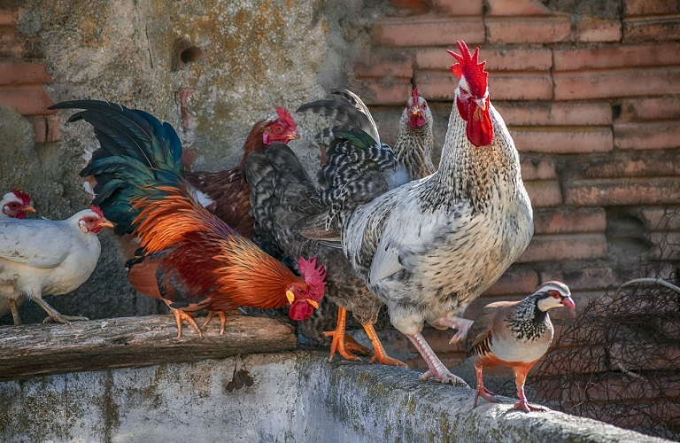 Συναγερμός για την γρίπη των πτηνών από την Περιφέρεια Κεντρικής Μακεδονίας: Ερχεται επιθετικά από τα Βαλκάνια…