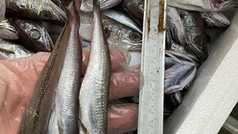 60 κιλά μπακαλιάροι κατασχέθηκαν στην Ιχθυόσκαλα