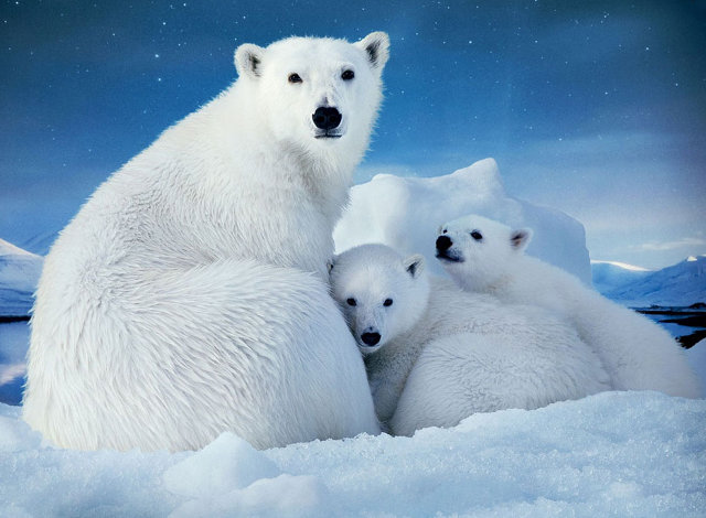 Διεθνής Ημέρα Πολικής Αρκούδας
