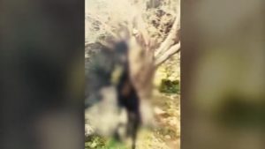 Απίστευτη κτηνωδία: Κρέμασαν κατσίκα σε δένδρο (ΒΙΝΤΕΟ)