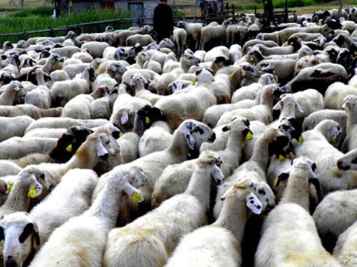 Σε τι τιμές θα κυμανθεί το αρνί ενόψει Πάσχα – Τι λένε οι κτηνοτρόφοι για τις ελληνοποιήσεις (BINTEO)