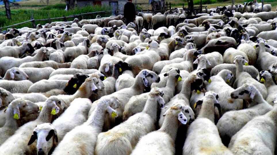 Σε τι τιμές θα κυμανθεί το αρνί ενόψει Πάσχα – Τι λένε οι κτηνοτρόφοι για τις ελληνοποιήσεις (BINTEO)
