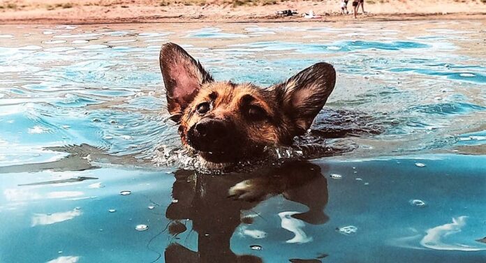 Σκύλος κόντεψε να πνιγεί κολυμπώντας από την Αγία Τριάδα μέχρι την Περαία…