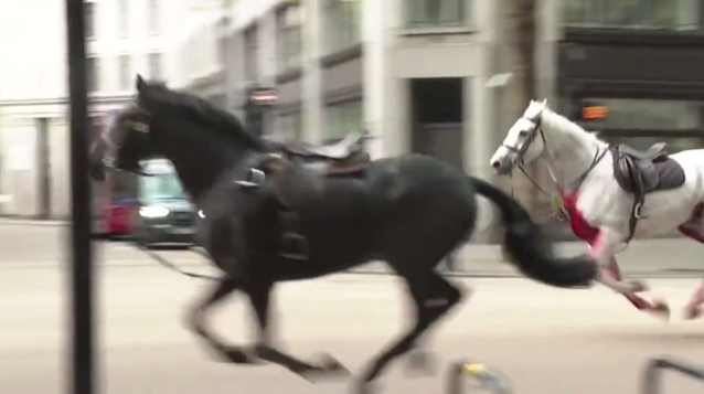 Πανικός! Ξέφυγαν άλογα και άρχισαν να τρέχουν ανεξέλεγκτα στους δρόμους (ΒΙΝΤΕΟ)