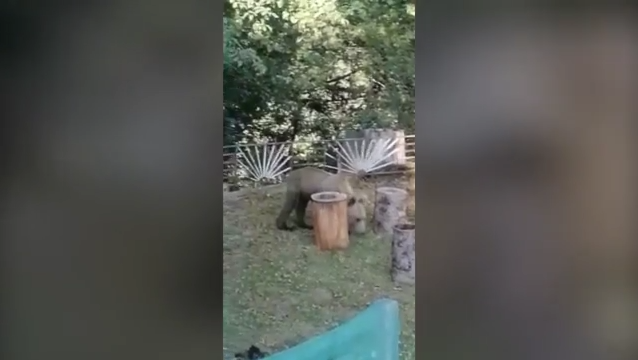 Εκπληκτικό! Αρκούδα κόβει… βόλτες στην αυλή ενός σπιτιού (ΒΙΝΤΕΟ)
