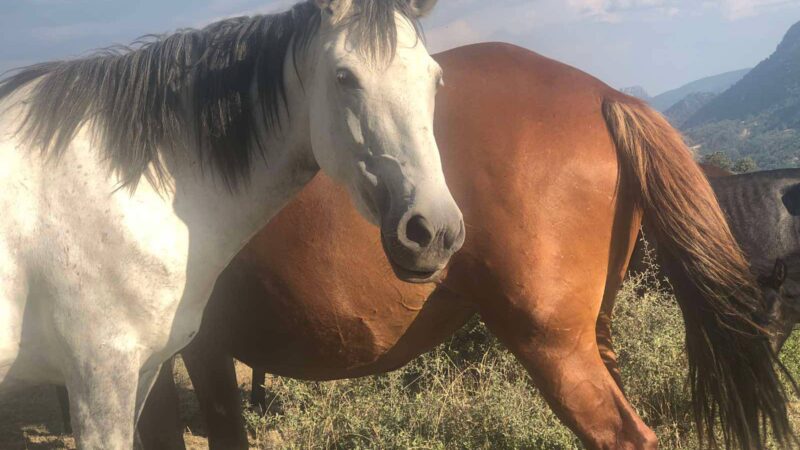 Στιγμές με τα άγρια άλογα των Γρεβενών (ΒΙΝΤΕΟ)