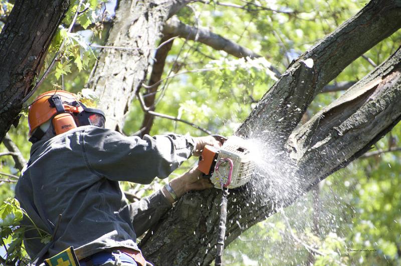 ΤΩΡΑ: Εργασίες καθαρισμού χόρτων και κλαδιών δέντρων στην επαρχιακή οδό Πλαγιαρίου-Μηχανιώνας