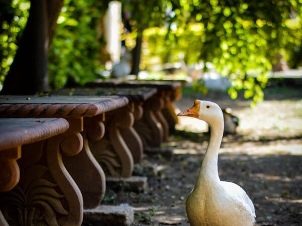 Αρρώστησαν όλοι στον ζωολογικό κήπο των Σκοπίων-Ψόφησε χήνα, θανατώθηκαν πτηνά