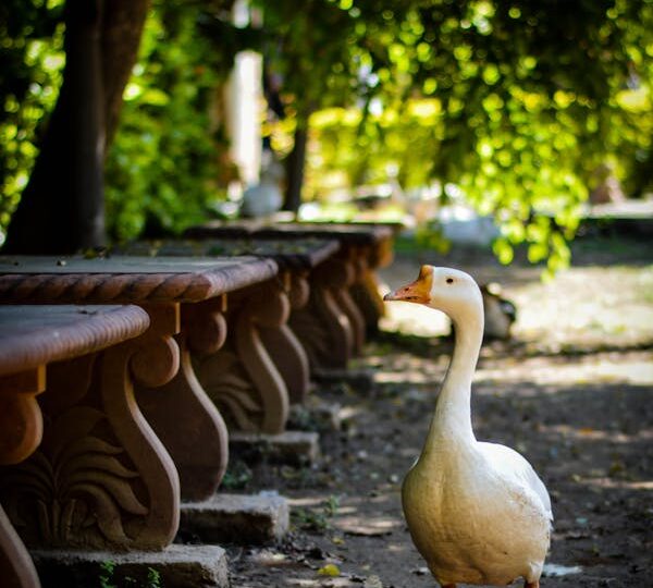 Αρρώστησαν όλοι στον ζωολογικό κήπο των Σκοπίων-Ψόφησε χήνα, θανατώθηκαν πτηνά