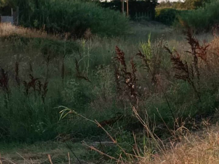 Ολα ψέματα: Εικονικός ο καθαρισμός στο ρέμα της Αγ. Μαρίνας-Αγανακτισμένοι οι κάτοικοι στη Παραλία Επανομής