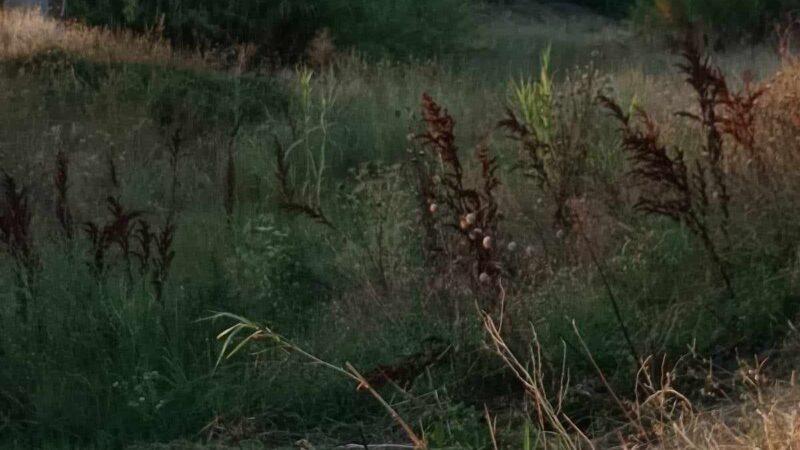 Ολα ψέματα: Εικονικός ο καθαρισμός στο ρέμα της Αγ. Μαρίνας-Αγανακτισμένοι οι κάτοικοι στη Παραλία Επανομής