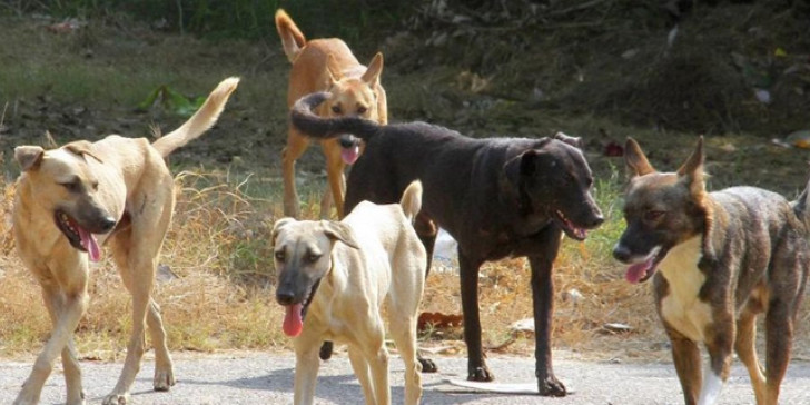 Αγρια επίθεση αγέλης σκύλων στη Περαία-Στην οροφή του αυτοκινήτου του για να σωθεί ο άτυχος άνδρας-Αδιαφορία του Δήμου που παραπέμπει στον ΣΥΠΠΑΖΑΘ