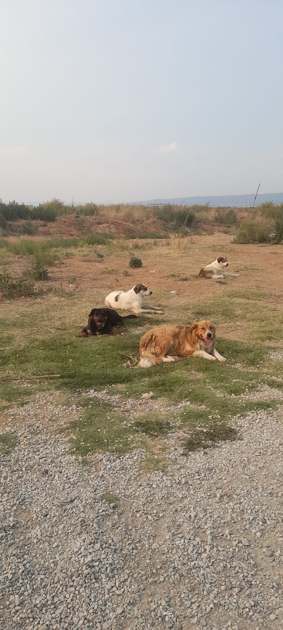 Στο Δημοτικό Συμβούλιο σήμερα το προσωρινό καταφύγιο των αδέσποτων-Τι θα κάνουν οι φιλόζωοι; -Ολα τα θέματα της ημερήσιας διάταξης