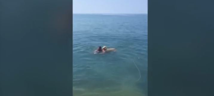 Κατσικάκι βουτάει στο νερό και γίνεται viral (ΒΙΝΤΕΟ)