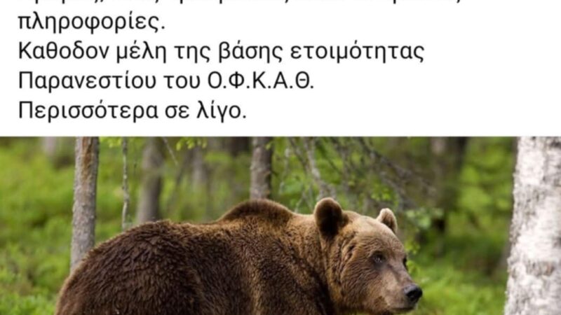 Αγριεμένη αρκούδα σκορπά τον τρόμο στη Δράμα: Βοήθεια από ΟΦΚΑΘ-Ανάρτηση Ράμου