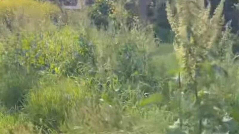 Μας έπνιξαν τα χόρτα: Κι όμως ο Τζέκος είπε “οχι” σε ιδιώτη που θέλησε να καθαρίσει αφιλοκερδώς!!!