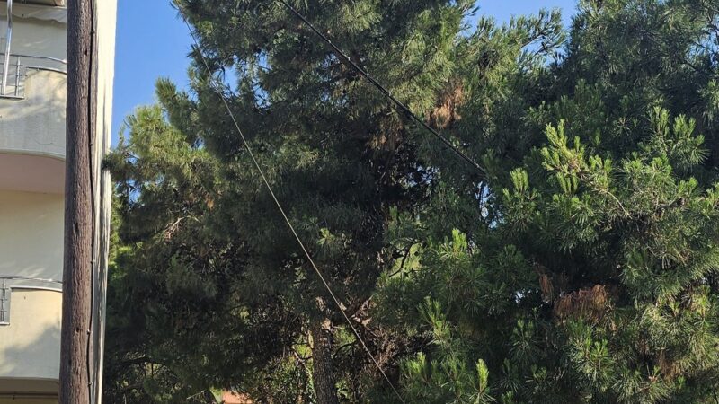 Επισήμανση αναγνώστριας για την φωτιά στους Ν. Επιβάτες : “Είχε ενημερωθεί ο δήμαρχος για την επικινδυνότητα του σημείου”