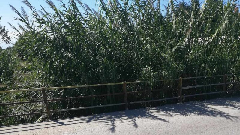 Πότε θα κόψετε τα χόρτα; Πρέπει να θρηνήσουμε θύματα; Τζέκο είσαι εδώ; Καταλαβαίνεις τι γίνεται;