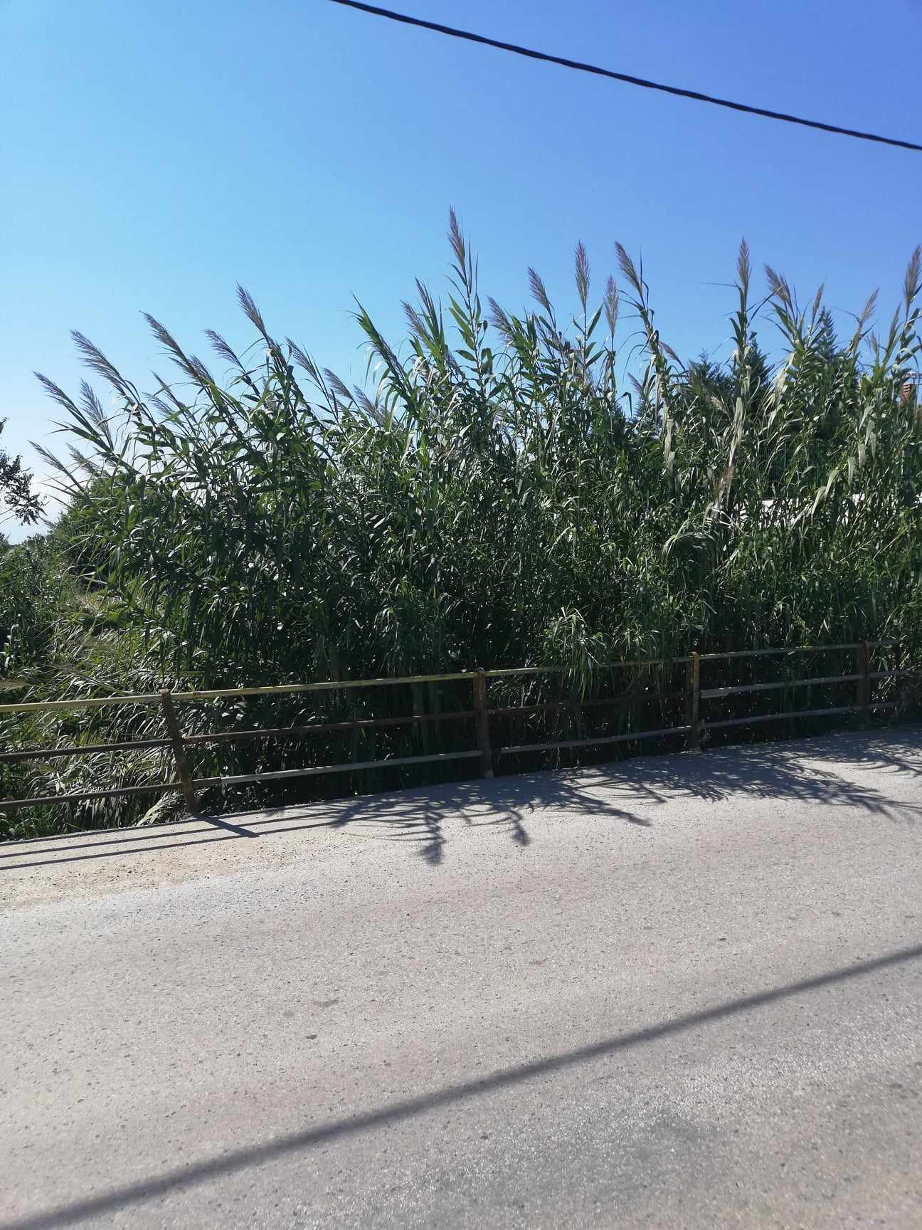 Πότε θα κόψετε τα χόρτα; Πρέπει να θρηνήσουμε θύματα; Τζέκο είσαι εδώ; Καταλαβαίνεις τι γίνεται;