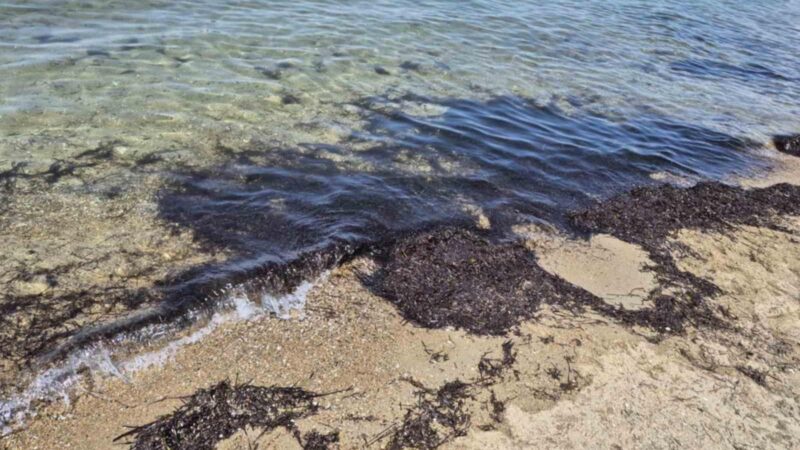 Φύκια παντού! Υποβαθμίζεται ο Δήμος μας, ο Τζέκος κοιμάται… (ΦΩΤΟΡΕΠΟΡΤΑΖ+ΒΙΝΤΕΟ)