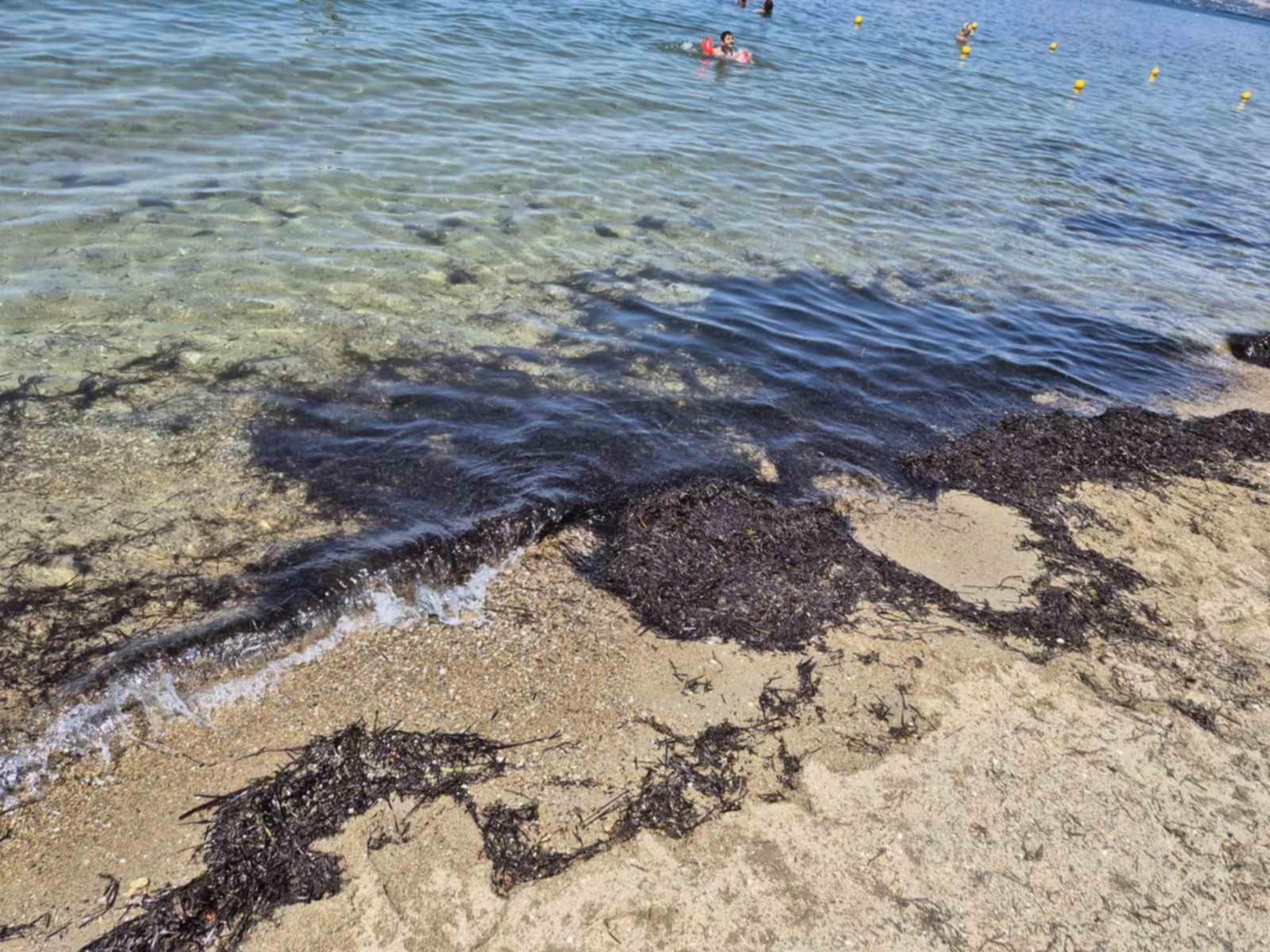 Φύκια παντού! Υποβαθμίζεται ο Δήμος μας, ο Τζέκος κοιμάται… (ΦΩΤΟΡΕΠΟΡΤΑΖ+ΒΙΝΤΕΟ)