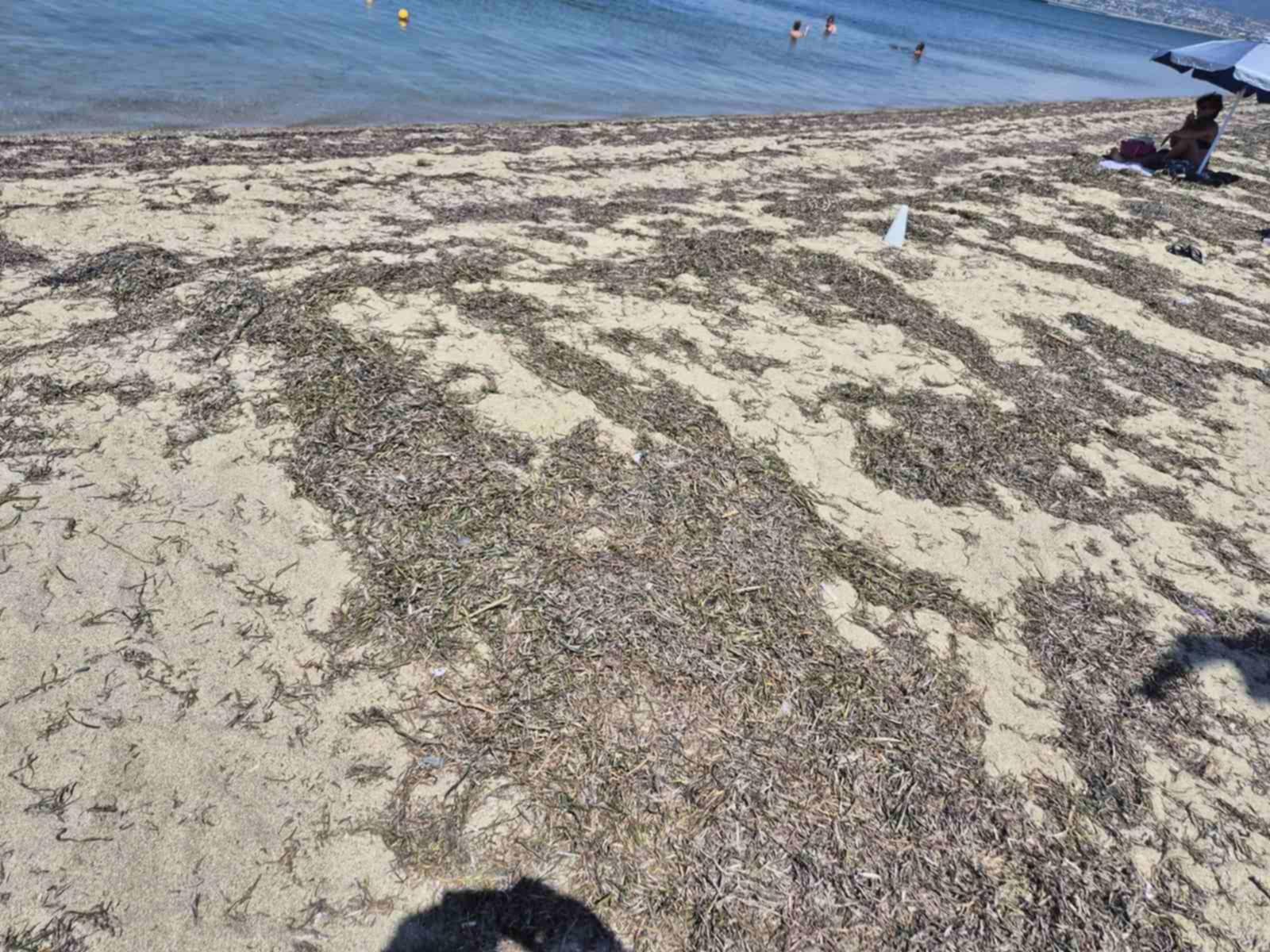 Το καλοκαίρι συνεχίζεται με φύκια στις ακτές του Δήμου Θερμαϊκού… (ΦΩΤΟΡΕΠΟΡΤΑΖ)