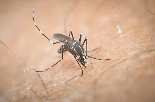 Επέλαση: Δύο νεκροί & δεκάδες κρούσματα από τον ιό του Δυτικού Νείλου (ΒΙΝΤΕΟ)