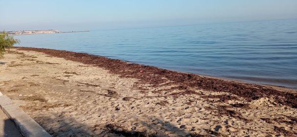 Ανυπόφορη η κατάσταση με τα φύκια στην ακτογραμμή Περαίας-Αγίας Τριάδας-Στα φαρμακεία αρκετοί λουόμενοι