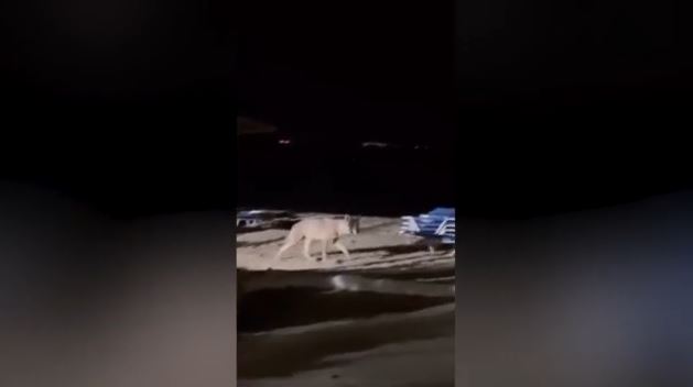 Τι γίνεται με τον λύκο της Χαλκιδικής; (ΒΙΝΤΕΟ)