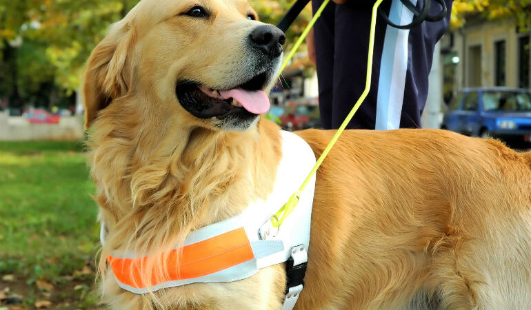 Αίσχος! Οδηγός ταξί αρνήθηκε σε Παραολυμπιονίκη να τη μεταφέρει λόγω του σκύλου-συνοδού της (ΒΙΝΤΕΟ)
