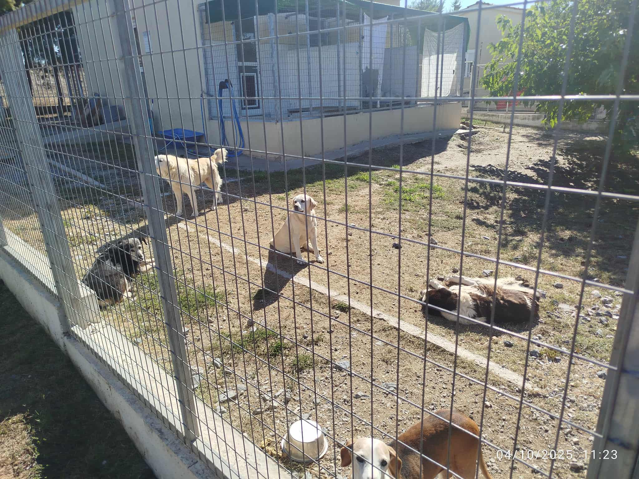 Παγκόσμια Ημέρα των Ζώων στο καταφύγιο του ACE στην Επανομή-Οι ευχές του Αντώνη Ζαβέρκου ( ΦΩΤΟΡΕΠΟΡΤΑΖ+ΒΙΝΤΕΟ)