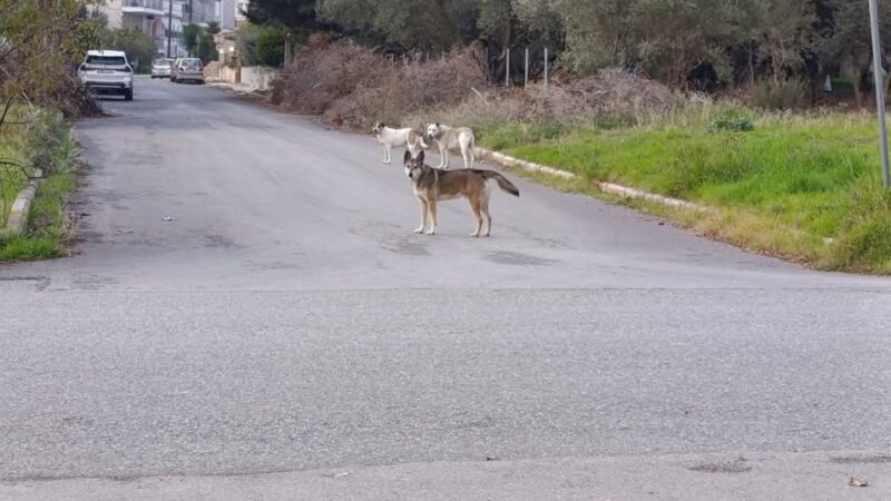 Μηχανιώνα: Αγέλες σκύλων τρομοκρατούν τους κατοίκους (ΦΩΤΟΡΕΠΟΡΤΑΖ)