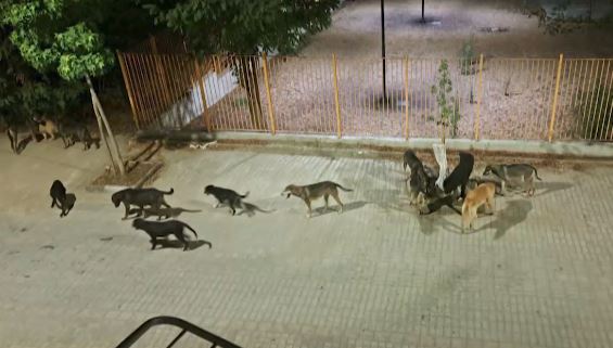 Τρόμος από αγέλη αδέσποτων σκύλων: Περικύκλωσαν μητέρα με την κόρη της (ΒΙΝΤΕΟ)