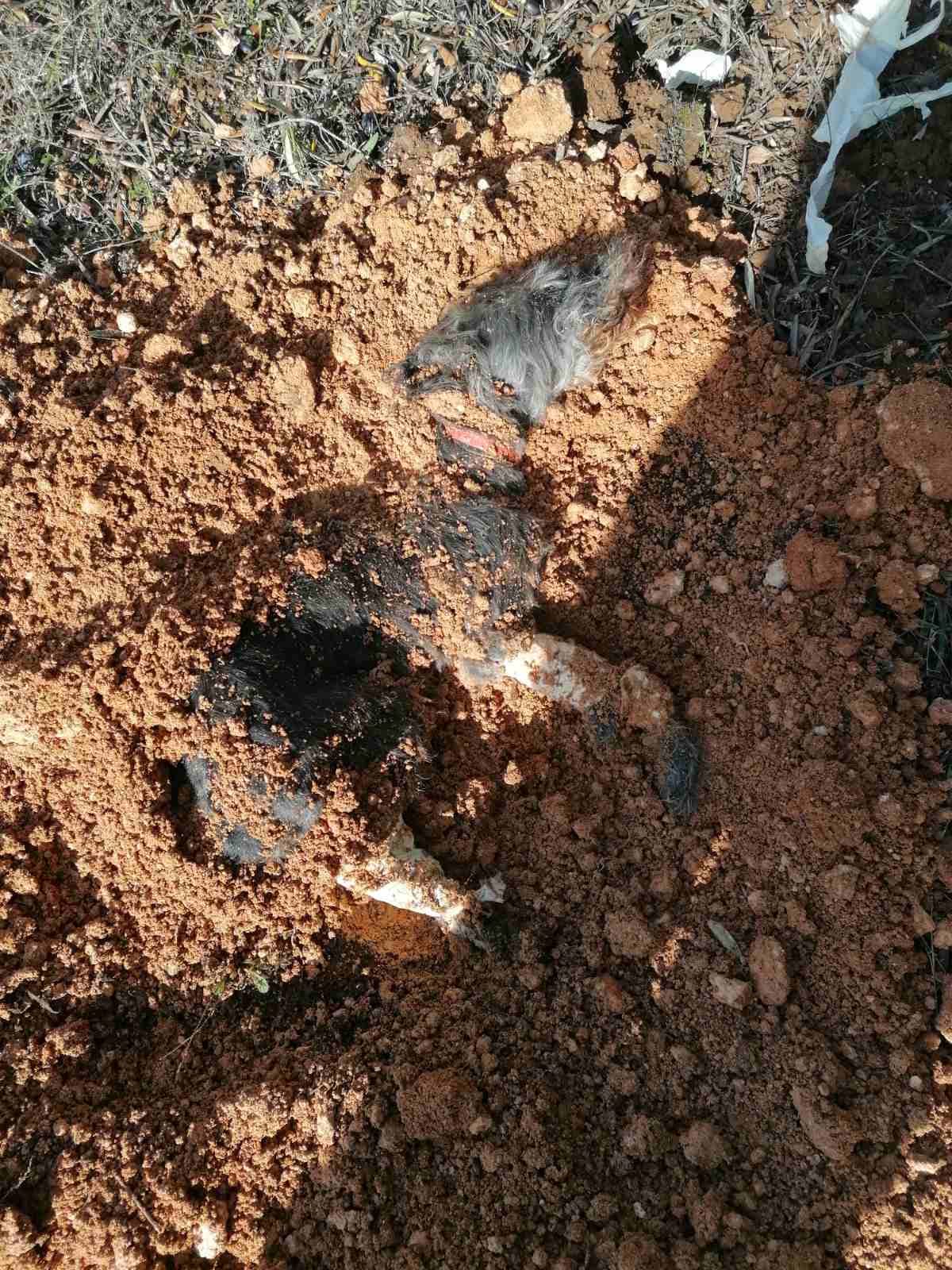 Σοκαριστικές φωτογραφίες από το σκυλί που έθαψε ζωντανό ο 90χρονος στη Μηχανιώνα (ΦΩΤΟΡΕΠΟΡΤΑΖ)