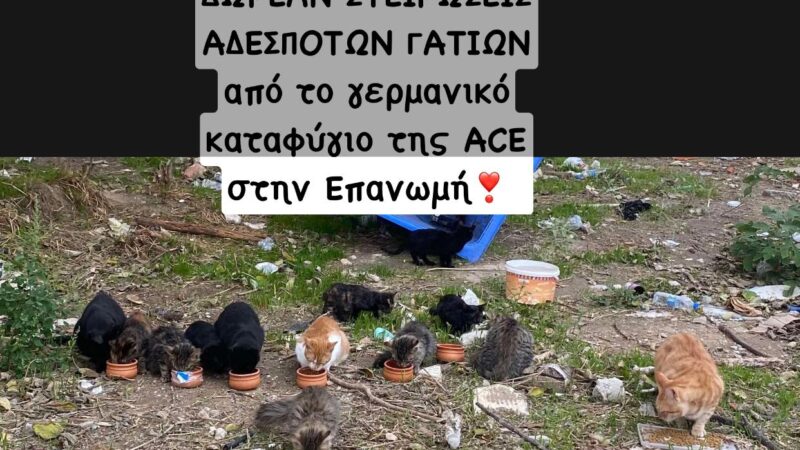 Δωρεάν στειρώσεις γατιών στην Επανομή