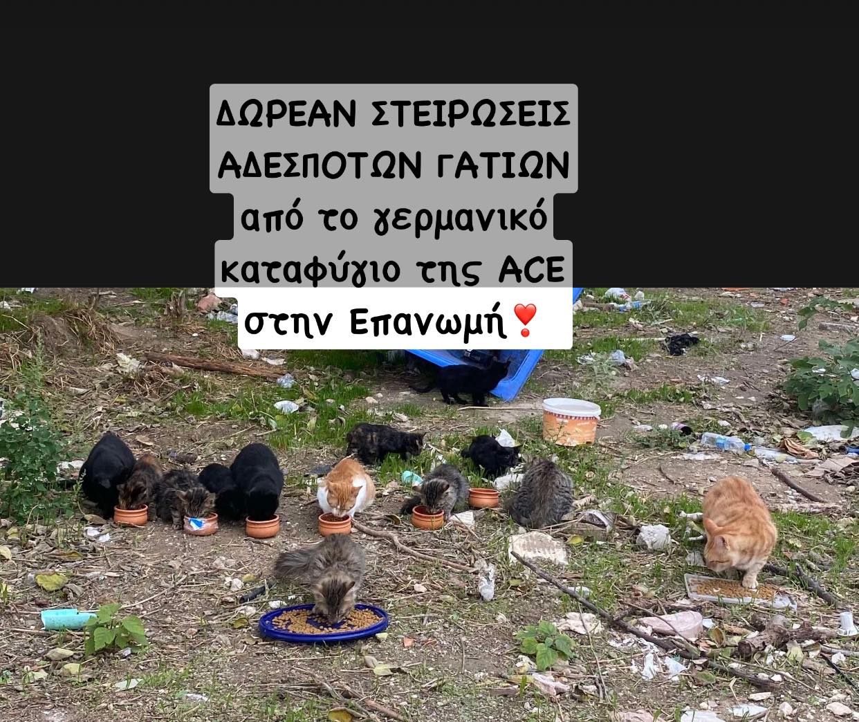 Δωρεάν στειρώσεις γατιών στην Επανομή