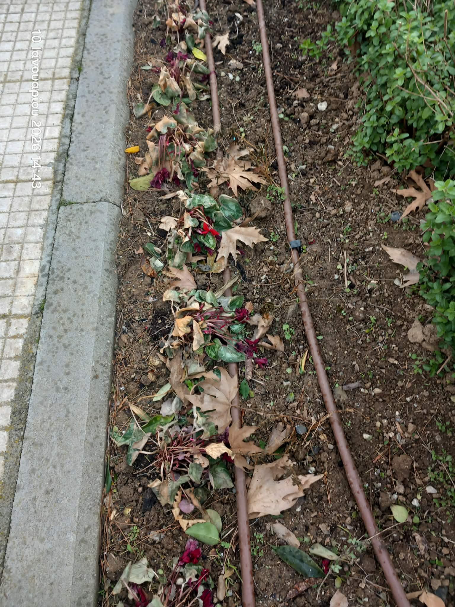 Αυτή είναι η πολιτική πρασίνου του Δήμου: Μαραμένα λουλούδια 20 ημέρες μετά την φύτευσή τους (ΦΩΤΟΡΕΠΟΡΤΑΖ)