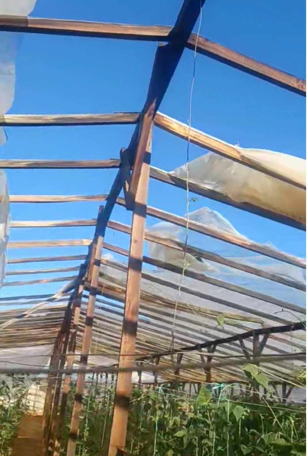 Βιβλική καταστροφή των θερμοκηπίων του Αγγελοχωρίου