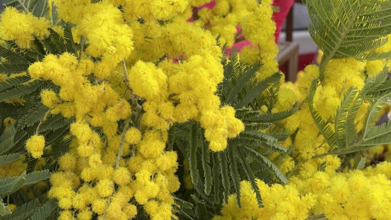 Γιορτή της Γυναίκας με FLOWER GALLERY!!! (ΦΩΤΟΡΕΠΟΡΤΑΖ+ΒΙΝΤΕΟ)