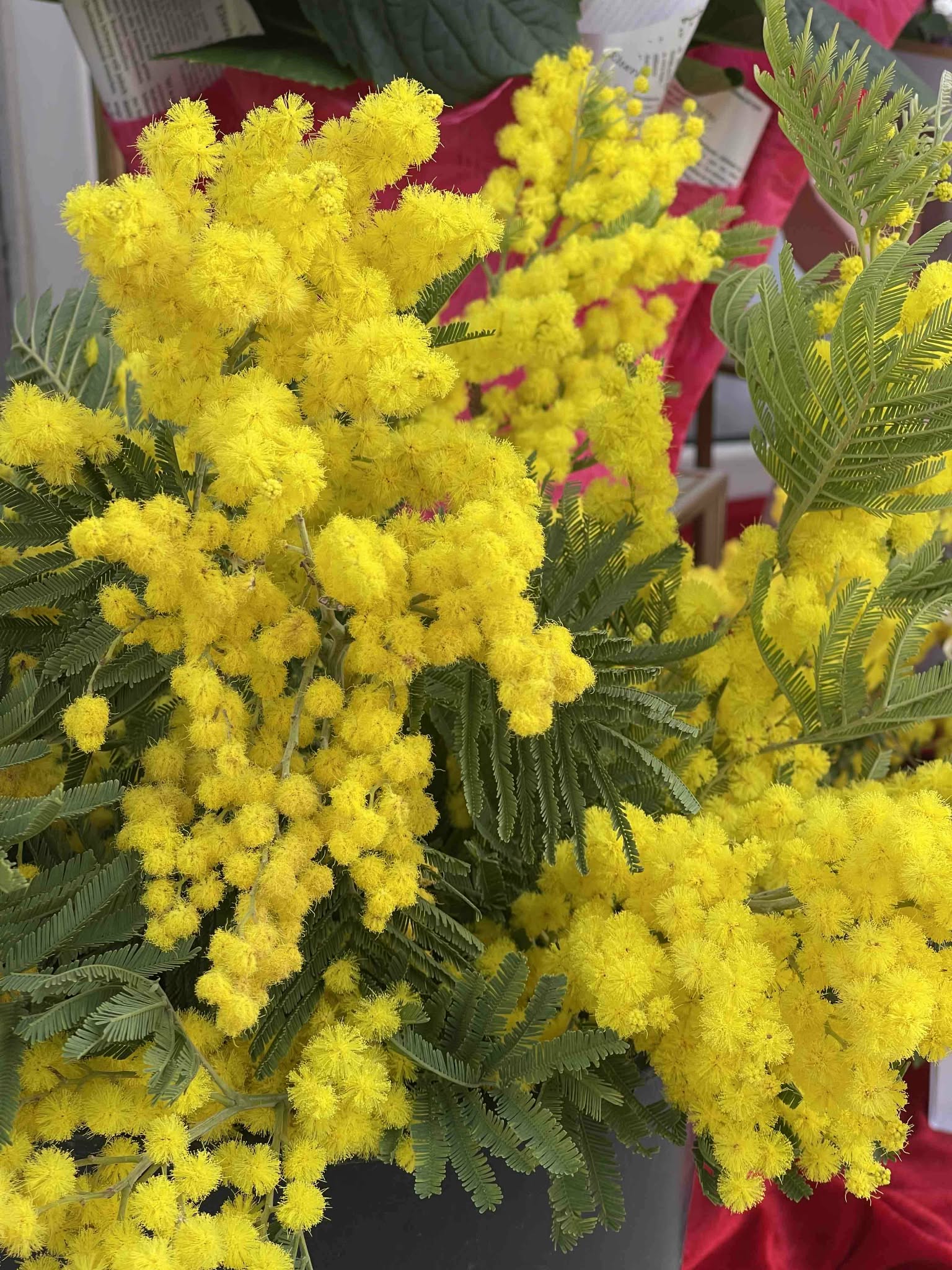 Γιορτή της Γυναίκας με FLOWER GALLERY!!! (ΦΩΤΟΡΕΠΟΡΤΑΖ+ΒΙΝΤΕΟ)