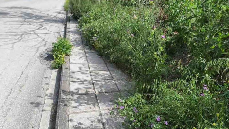 Ανθέων: Πρωινός περίπατος ανάμεσα στα χόρτα… (ΦΩΤΟΡΕΠΟΡΤΑΖ)