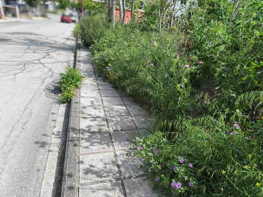 Ανθέων: Πρωινός περίπατος ανάμεσα στα χόρτα… (ΦΩΤΟΡΕΠΟΡΤΑΖ)