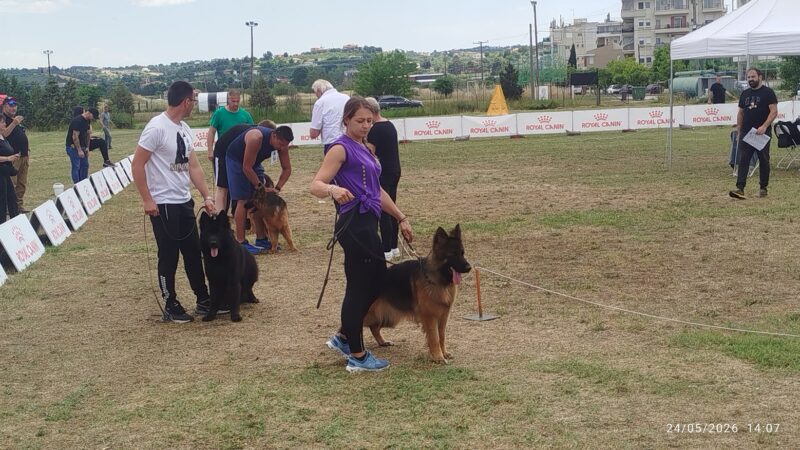 Πανελλήνιο Πρωτάθλημα Γερμανικού Ποιμενικού: Super λυκόσκυλα διαγωνίστηκαν στη Περαία! (ΦΩΤΟΡΕΠΟΡΤΑΖ+ΒΙΝΤΕΟ)